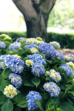 Nantucket Blue Hydrangea - 3 Gallon Pot -SHRUBS and BUSHES Shop hydrangea macrophylla nantucket 3