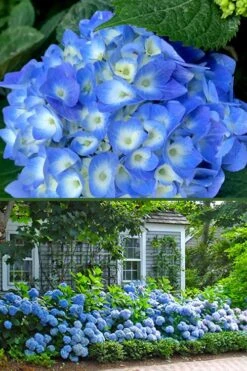 Nantucket Blue Hydrangea - 3 Gallon Pot -SHRUBS and BUSHES Shop hydrangea macrophylla nantucket 4