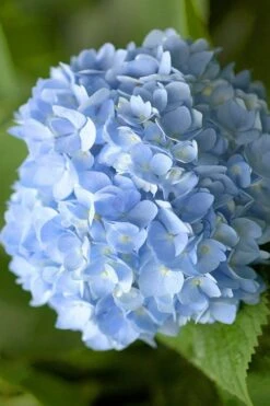 Penny Mac Hydrangea - 3 Gallon Pot 10 Penny Mac Hydrangea - 3 Gallon Pot -SHRUBS and BUSHES Shop hydrangea macrophylla penny mac 21