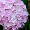 Penny Mac Hydrangea - 3 Gallon Pot 1 Penny Mac Hydrangea - 3 Gallon Pot -SHRUBS and BUSHES Shop hydrangea macrophylla penny mac 22