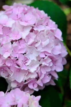 Penny Mac Hydrangea - 3 Gallon Pot
