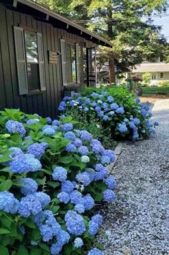 Penny Mac Hydrangea - 3 Gallon Pot 11 Penny Mac Hydrangea - 3 Gallon Pot -SHRUBS and BUSHES Shop hydrangea macrophylla penny mac 23