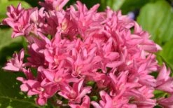 Princess Diana Hydrangea - 3 Gallon Pot -SHRUBS and BUSHES Shop hydrangea macrophylla princess diana 1