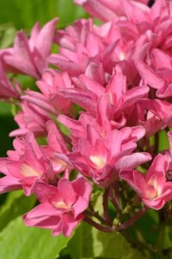 Princess Diana Hydrangea - 3 Gallon Pot -SHRUBS and BUSHES Shop hydrangea macrophylla princess diana 3