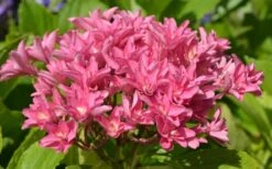 Princess Diana Hydrangea - 3 Gallon Pot -SHRUBS and BUSHES Shop hydrangea macrophylla princess diana 5