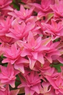 Princess Diana Hydrangea - 3 Gallon Pot -SHRUBS and BUSHES Shop hydrangea macrophylla princess diana 6