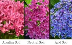 Princess Diana Hydrangea - 3 Gallon Pot -SHRUBS and BUSHES Shop hydrangea macrophylla princess diana 8