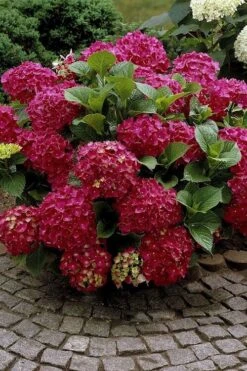 Red Sensation Hydrangea - 3 Gallon Pot -SHRUBS and BUSHES Shop hydrangea macrophylla red sensation 2