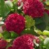 Red Sensation Hydrangea - 3 Gallon Pot -SHRUBS and BUSHES Shop hydrangea macrophylla red sensation 5