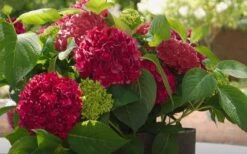 Red Sensation Hydrangea - 3 Gallon Pot -SHRUBS and BUSHES Shop hydrangea macrophylla red sensation 6