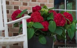 Red Sensation Hydrangea - 3 Gallon Pot -SHRUBS and BUSHES Shop hydrangea macrophylla red sensation 7