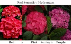 Red Sensation Hydrangea - 3 Gallon Pot -SHRUBS and BUSHES Shop hydrangea macrophylla red sensation 8