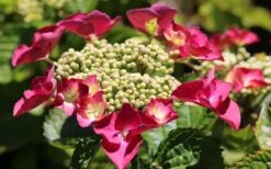 Teller Red Hydrangea - 1 Gallon Pot -SHRUBS and BUSHES Shop hydrangea macrophylla teller red 3