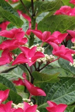 Teller Red Hydrangea - 1 Gallon Pot -SHRUBS and BUSHES Shop hydrangea macrophylla teller red 4
