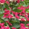 Teller Red Hydrangea - 1 Gallon Pot -SHRUBS and BUSHES Shop hydrangea macrophylla tellers red 5