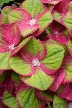 Tilt-A-Swirl Hydrangea - 3 Gallon Pot - SALE -SHRUBS and BUSHES Shop hydrangea macrophylla tilt a swirl 4