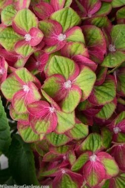 Tilt-A-Swirl Hydrangea - 3 Gallon Pot - SALE -SHRUBS and BUSHES Shop hydrangea macrophylla tilt a swirl 5