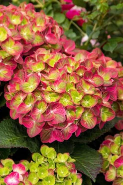 Tilt-A-Swirl Hydrangea - 3 Gallon Pot - SALE -SHRUBS and BUSHES Shop hydrangea macrophylla tilt a swirl 7