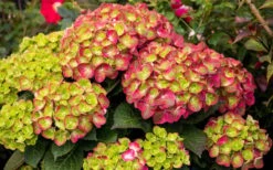 Tilt-A-Swirl Hydrangea - 3 Gallon Pot - SALE -SHRUBS and BUSHES Shop hydrangea macrophylla tilt a swirl 8