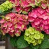 Tilt-A-Swirl Hydrangea - 3 Gallon Pot - SALE -SHRUBS and BUSHES Shop hydrangea macrophylla tilt a swirl 9