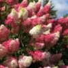 Berry White Panicle Hydrangea - 3 Gallon Pot -SHRUBS and BUSHES Shop hydrangea paniculata berry white 2
