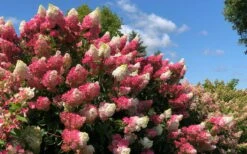 Berry White Panicle Hydrangea - 3 Gallon Pot 15 Berry White Panicle Hydrangea - 3 Gallon Pot -SHRUBS and BUSHES Shop hydrangea paniculata berry white 4