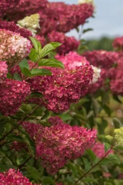 Berry White Panicle Hydrangea - 3 Gallon Pot 18 Berry White Panicle Hydrangea - 3 Gallon Pot -SHRUBS and BUSHES Shop hydrangea paniculata berry white 5