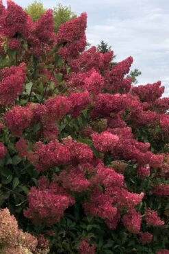 Berry White Panicle Hydrangea - 3 Gallon Pot 19 Berry White Panicle Hydrangea - 3 Gallon Pot -SHRUBS and BUSHES Shop hydrangea paniculata berry white 7