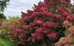 Berry White Panicle Hydrangea - 3 Gallon Pot 17 Berry White Panicle Hydrangea - 3 Gallon Pot -SHRUBS and BUSHES Shop hydrangea paniculata berry white 8