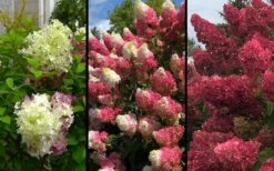 Berry White Panicle Hydrangea - 3 Gallon Pot 14 Berry White Panicle Hydrangea - 3 Gallon Pot -SHRUBS and BUSHES Shop hydrangea paniculata berry white 9