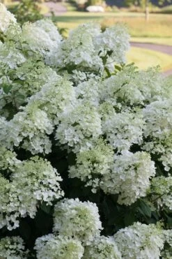 Bobo Hydrangea - 3 Gallon Pot 12 Bobo Hydrangea - 3 Gallon Pot -SHRUBS and BUSHES Shop hydrangea paniculata bobo 3