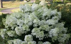 Bobo Hydrangea - 3 Gallon Pot 13 Bobo Hydrangea - 3 Gallon Pot -SHRUBS and BUSHES Shop hydrangea paniculata bobo 4