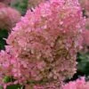 Bobo Hydrangea - 3 Gallon Pot 2 Bobo Hydrangea - 3 Gallon Pot -SHRUBS and BUSHES Shop hydrangea paniculata bobo 6