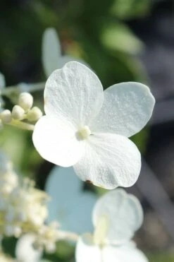 Kyushu Hydrangea - 3 Gallon Pot -SHRUBS and BUSHES Shop hydrangea paniculata kyushu 23