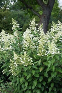 Kyushu Hydrangea - 3 Gallon Pot -SHRUBS and BUSHES Shop hydrangea paniculata kyushu 5