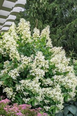 Kyushu Hydrangea - 3 Gallon Pot -SHRUBS and BUSHES Shop hydrangea paniculata kyushu 7