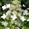 Kyushu Hydrangea - 3 Gallon Pot -SHRUBS and BUSHES Shop hydrangea paniculata kyushu 8