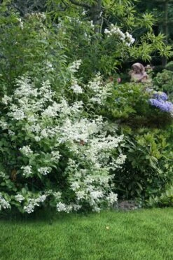 Kyushu Hydrangea - 3 Gallon Pot -SHRUBS and BUSHES Shop hydrangea paniculata kyushu 9