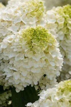 Little Hottie Hydrangea - 2.5 Gallon Pot -SHRUBS and BUSHES Shop hydrangea paniculata little hottie 1