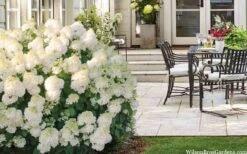 Little Hottie Hydrangea - 2.5 Gallon Pot -SHRUBS and BUSHES Shop hydrangea paniculata little hottie 5
