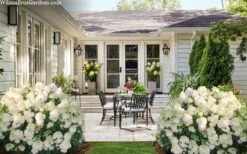 Little Hottie Hydrangea - 2.5 Gallon Pot -SHRUBS and BUSHES Shop hydrangea paniculata little hottie 7