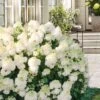 Little Hottie Hydrangea - 2.5 Gallon Pot -SHRUBS and BUSHES Shop hydrangea paniculata little hottie 8