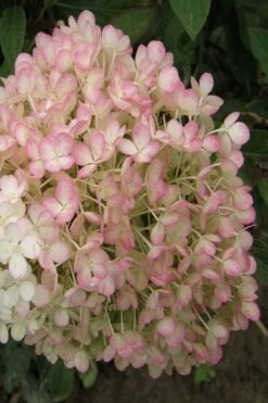 Little Hottie Hydrangea - 2.5 Gallon Pot -SHRUBS and BUSHES Shop hydrangea paniculata little hottie 9