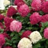 Little Lime Punch Hydrangea - 3 Gallon Pot -SHRUBS and BUSHES Shop hydrangea paniculata little lime punch 1