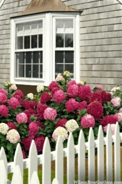 Little Lime Punch Hydrangea - 3 Gallon Pot -SHRUBS and BUSHES Shop hydrangea paniculata little lime punch 2