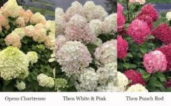 Little Lime Punch Hydrangea - 3 Gallon Pot -SHRUBS and BUSHES Shop hydrangea paniculata little lime punch 3
