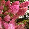 Strawberry Sundae Hydrangea - 3 Gallon Pot -SHRUBS and BUSHES Shop hydrangea paniculata strawberry sundae 1
