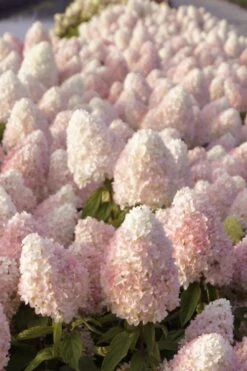 Sweet Summer Panicle Hydrangea - 3 Gallon Pot -SHRUBS and BUSHES Shop hydrangea paniculata sweet summer 1