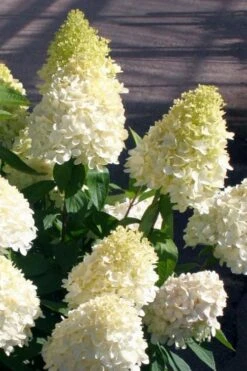 Sweet Summer Panicle Hydrangea - 3 Gallon Pot -SHRUBS and BUSHES Shop hydrangea paniculata sweet summer 2