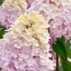 Sweet Summer Panicle Hydrangea - 3 Gallon Pot -SHRUBS and BUSHES Shop hydrangea paniculata sweet summer 6